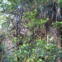 Garcinia cambogioides (Murray) Headland